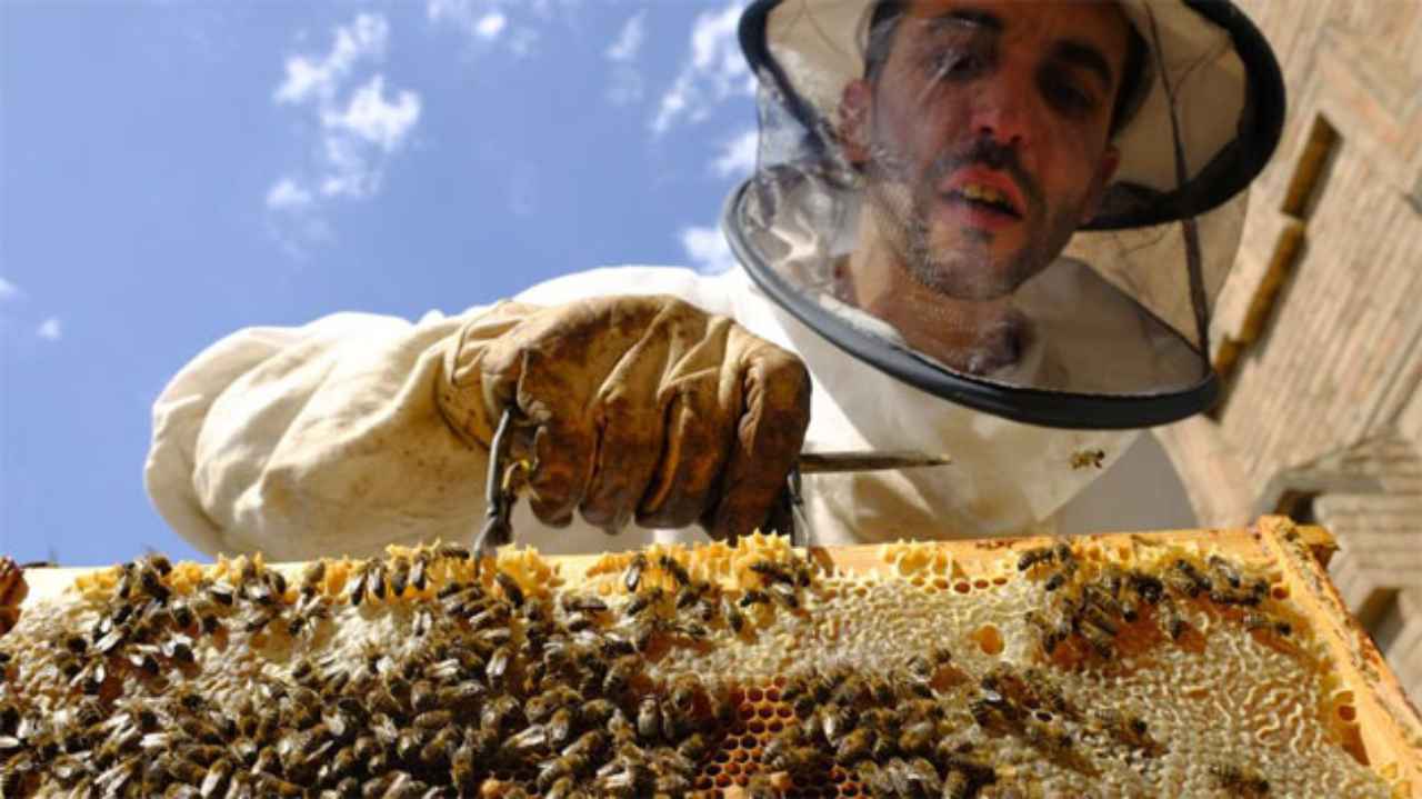 neonicotinoides-bayer-tierras-mas-toxicas - 2020-10-11 - Pesticidas Abejas 1
