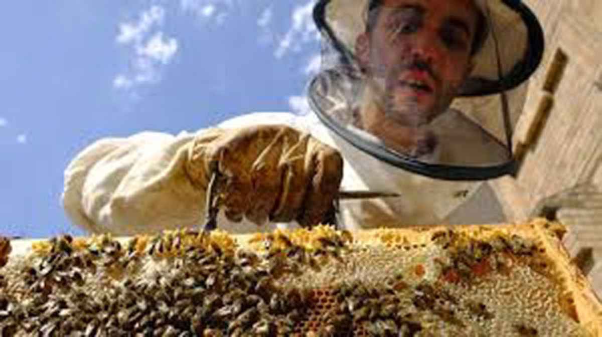 insecticidas-neonicotinoides-agricola - 2020-11-03 - Abejas Muerte 2