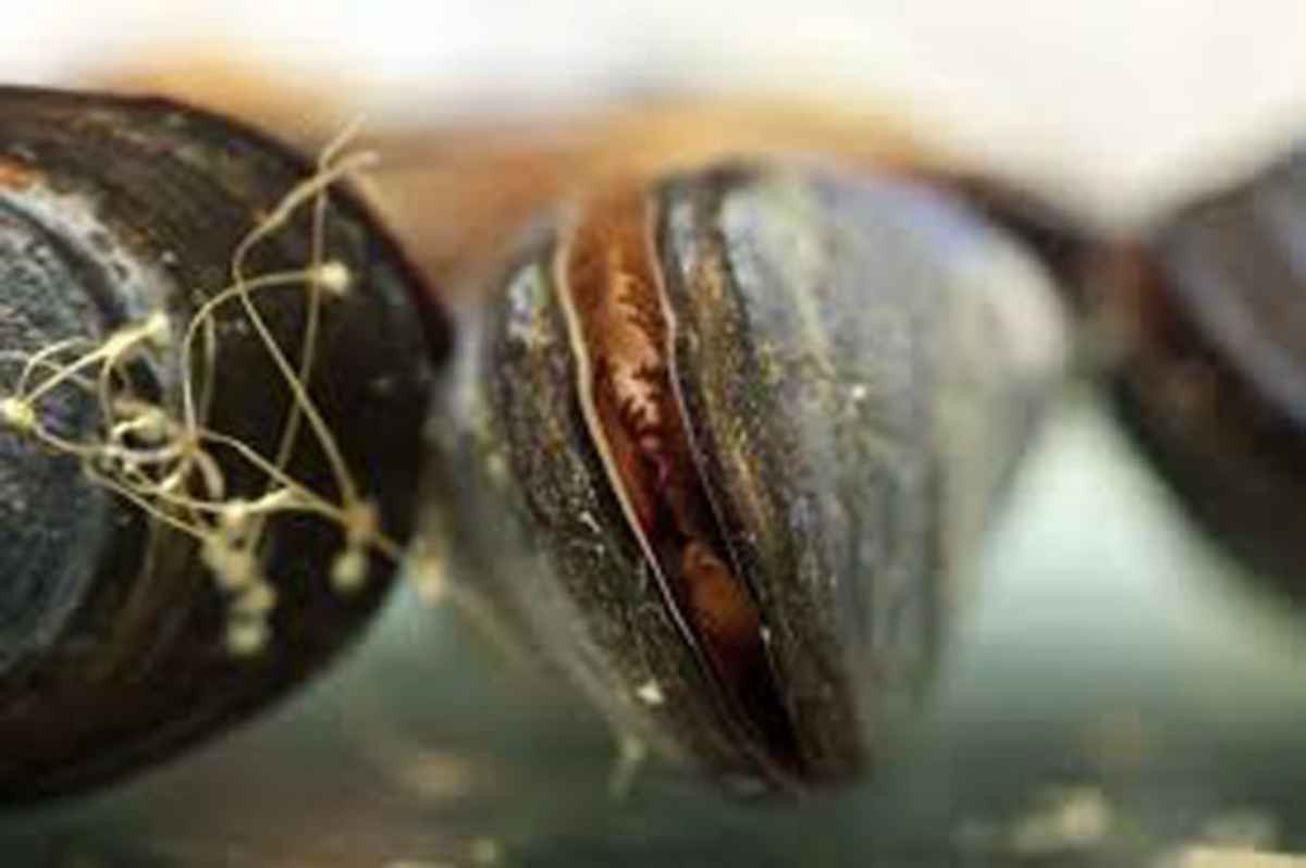 vieiras-conchas-quebradizas-depredacion - 2020-11-29 - Contaminacion Mar 1