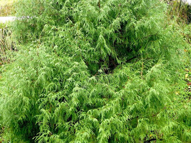enebro_himalaya Las hojas de Juniperus recurva pueden mejorar la memoria en ratones