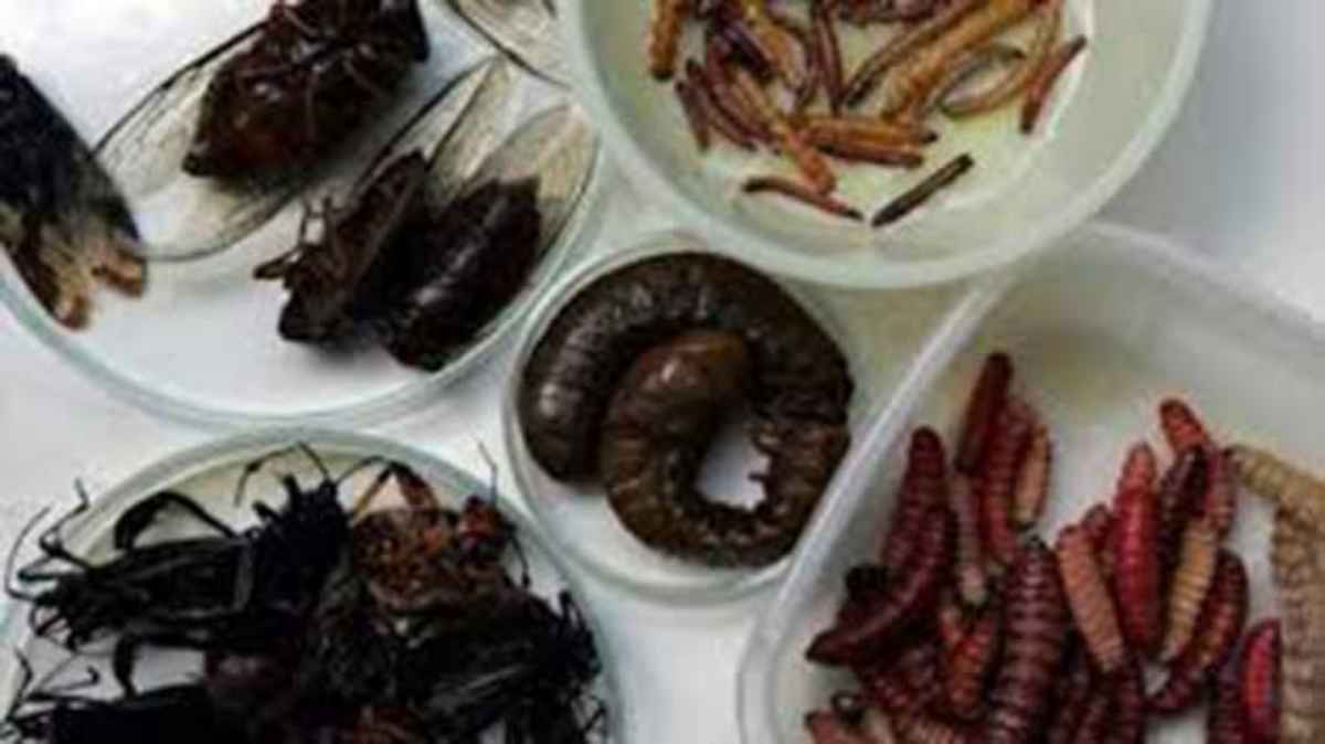 tiendas-comestibles-insectos-alimento-popular - 2020-12-12 - Insectos 1