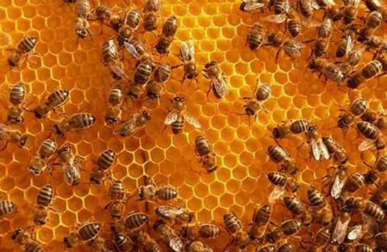 Nuevo método para medir fácilmente los insecticidas en la miel