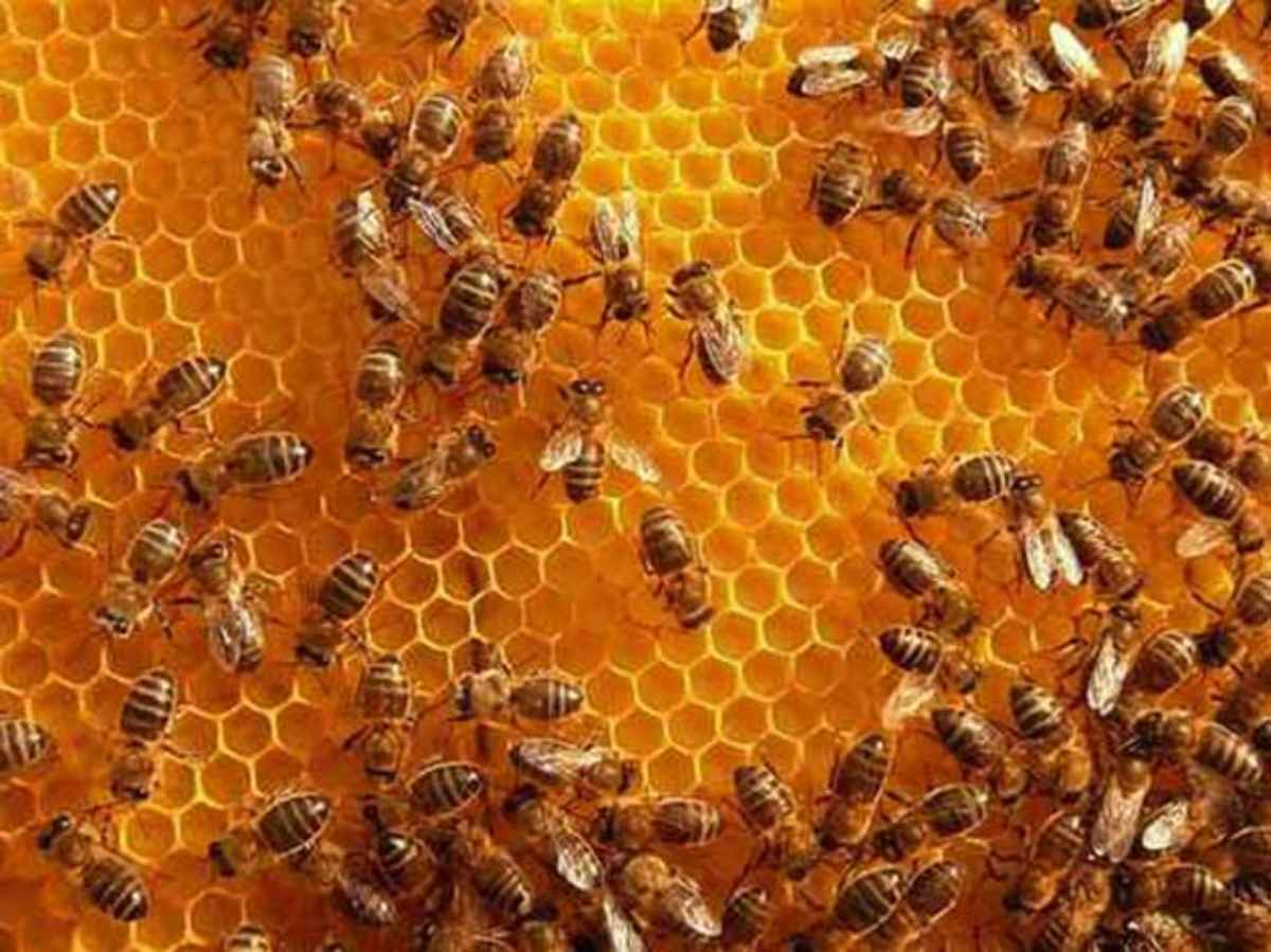 insecticidas-medir-los-pesticidas-en-la-miel - 2020-12-02 - Miel 1