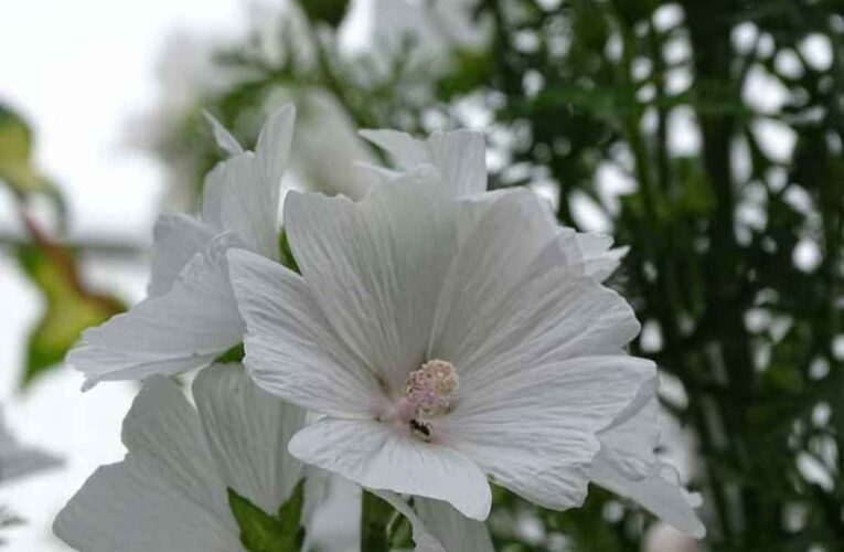 Las semillas de malva medicinal almizclera pueden proteger el cerebro