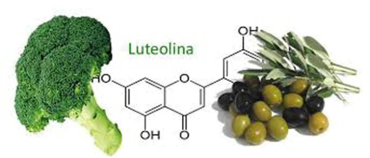 antioxidantes-luteolina-flavonoide - 2021-02-15 - Alimentos 1