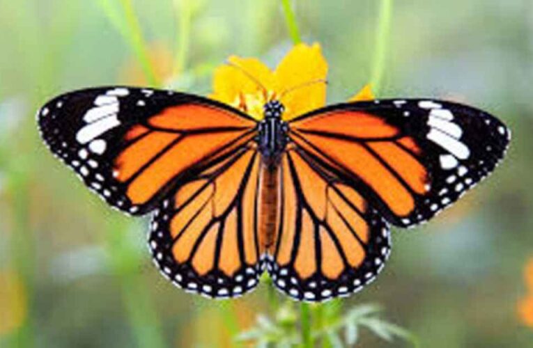 Mariposas y flores en el jardín