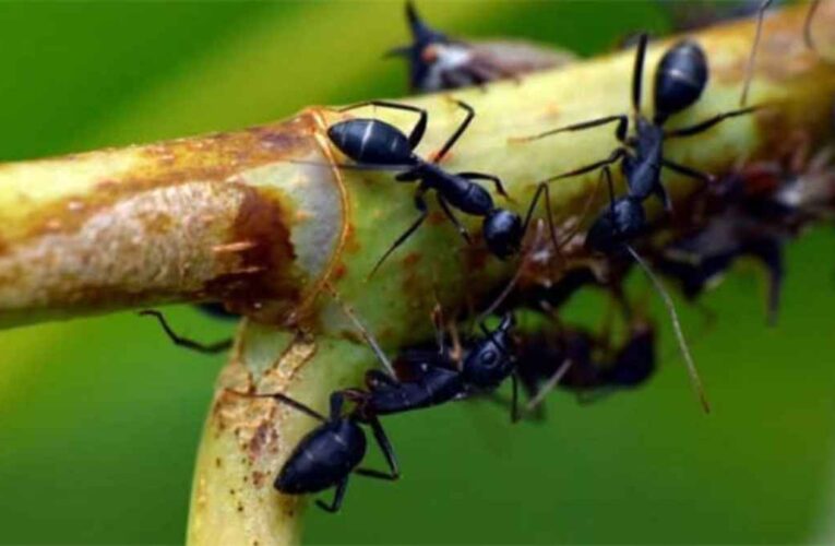 Las hormigas de jardín protegen a las plantas de enfermedades