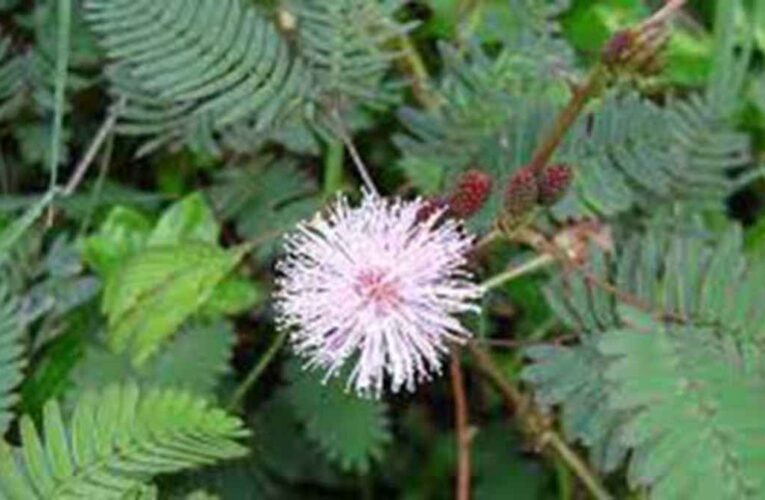 Acacia catechu: planta medicinal ayurvédica que tiene efectos inmunomoduladores