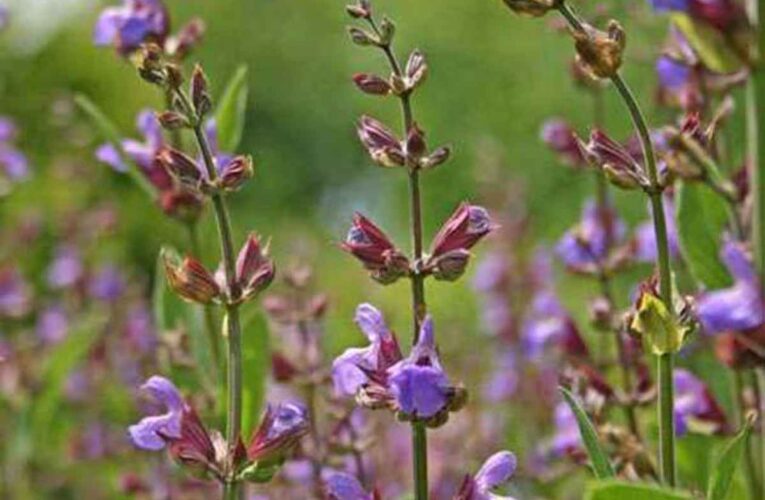 Familia de la menta: flores de colores que atraen a los polinizadores como las abejas