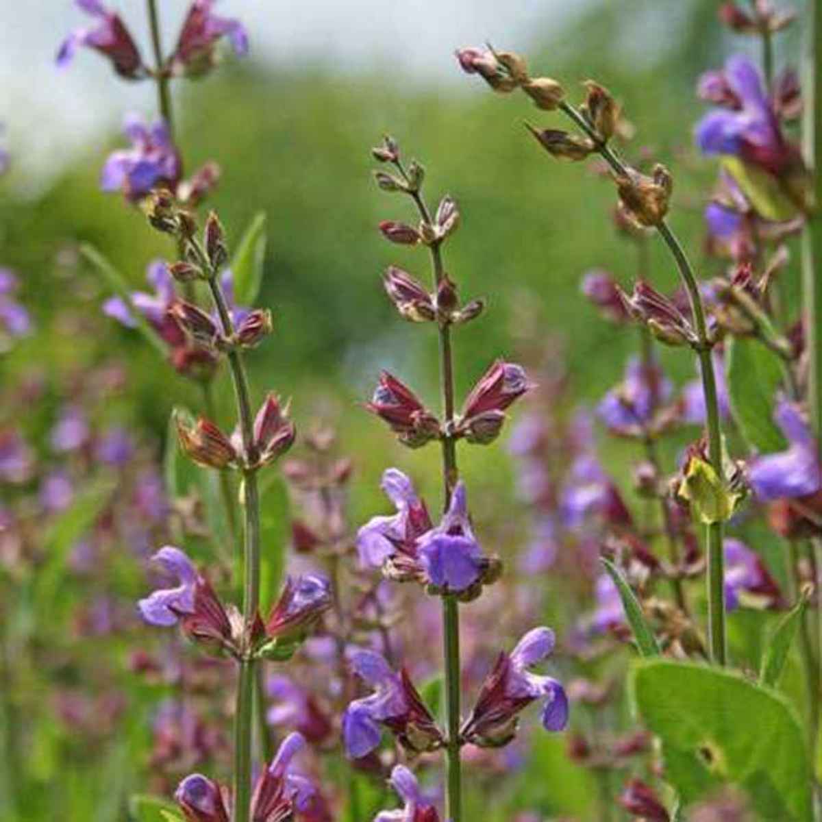 00 Menta: La salvia atrae a los polinizadores 00