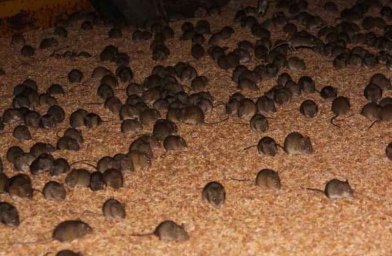 La plaga de ratas destruye cultivos y electrodomésticos