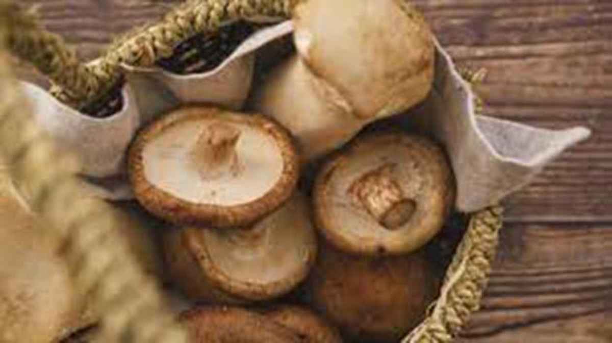 el-hongo-comestible-reduce-el-riesgo-de-cancer - 2021-05-16 - Hongo Cancer 1