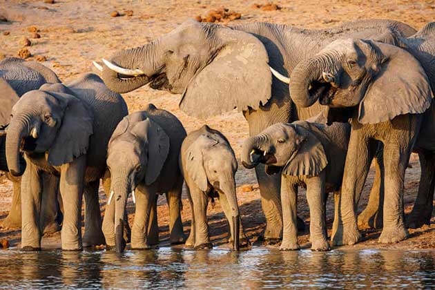 Podría amenazar a más de 130.000 elefantes, el ecosistema regional y las comunidades locales
