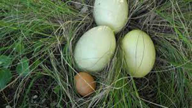 00  Huevos frescos: seis técnicas de conservación  00