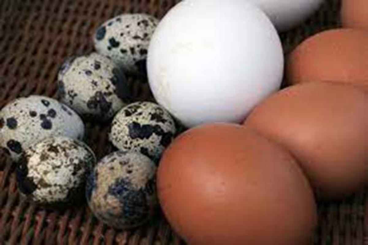 huevos-frescos-seis-tecnicas-de-conservacion - 2021-06-07 - Huevos Conservacion 1