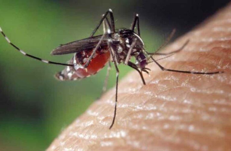 Plantas repelentes de mosquitos: plagas lejos de su hogar