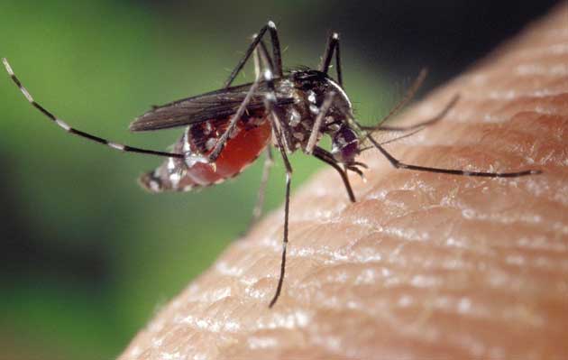 Es difícil mantener estas plagas lejos de su hogar, especialmente sin el uso de productos químicos, pero existen plantas repelentes de mosquitos.