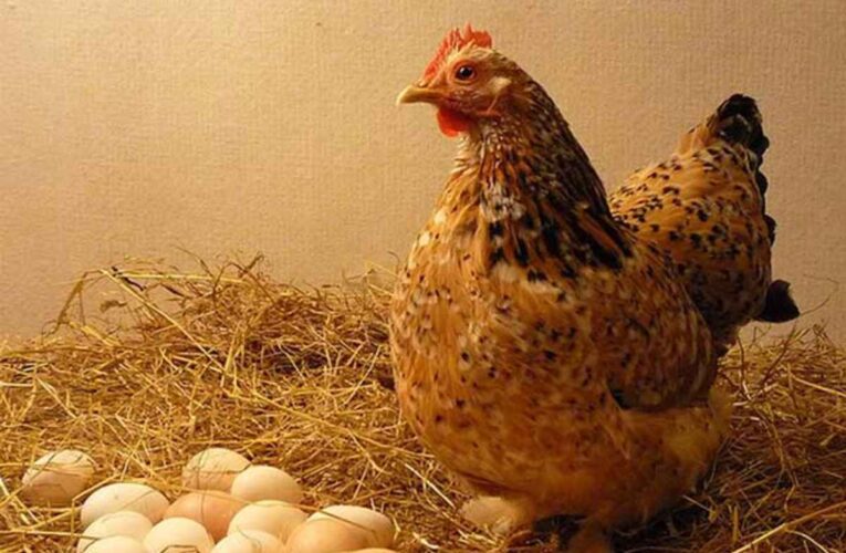 Cantidad de huevos que ponen las gallinas