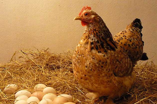Cantidad de huevos que ponen las gallinas