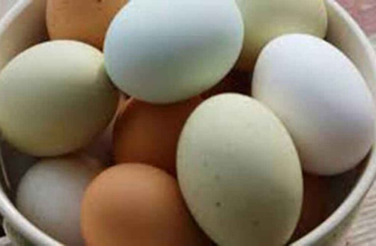 Huevos de gallinas libres y huevos comprados en tiendas
