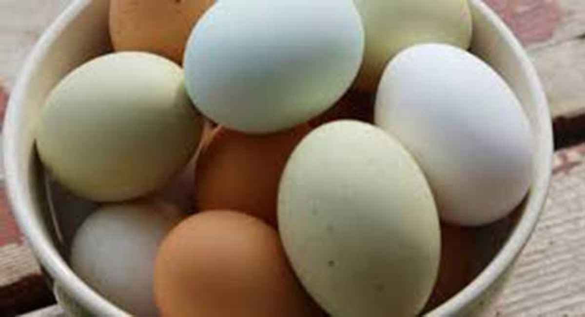 00 Huevos de gallinas libres y huevos de tiendas 00
