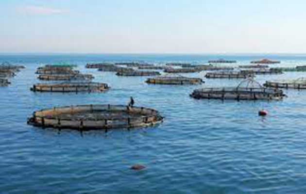 00 Algas marinas y ostras: las granjas acuícolas 00