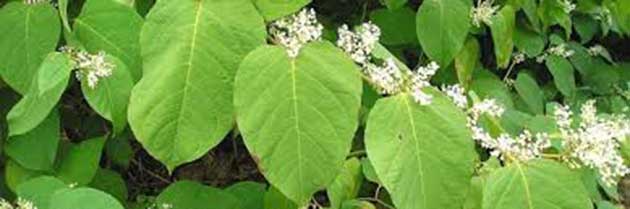 japones_hierba Resveratrol: ayuda a reducir los efectos nocivos del nitrito en alimentos ​​como el tocino