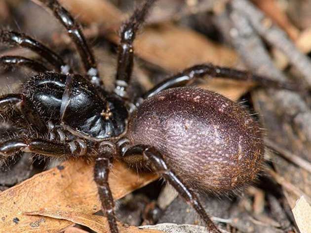 australia La mortal araña tiene colmillos que pueden perforar una uña