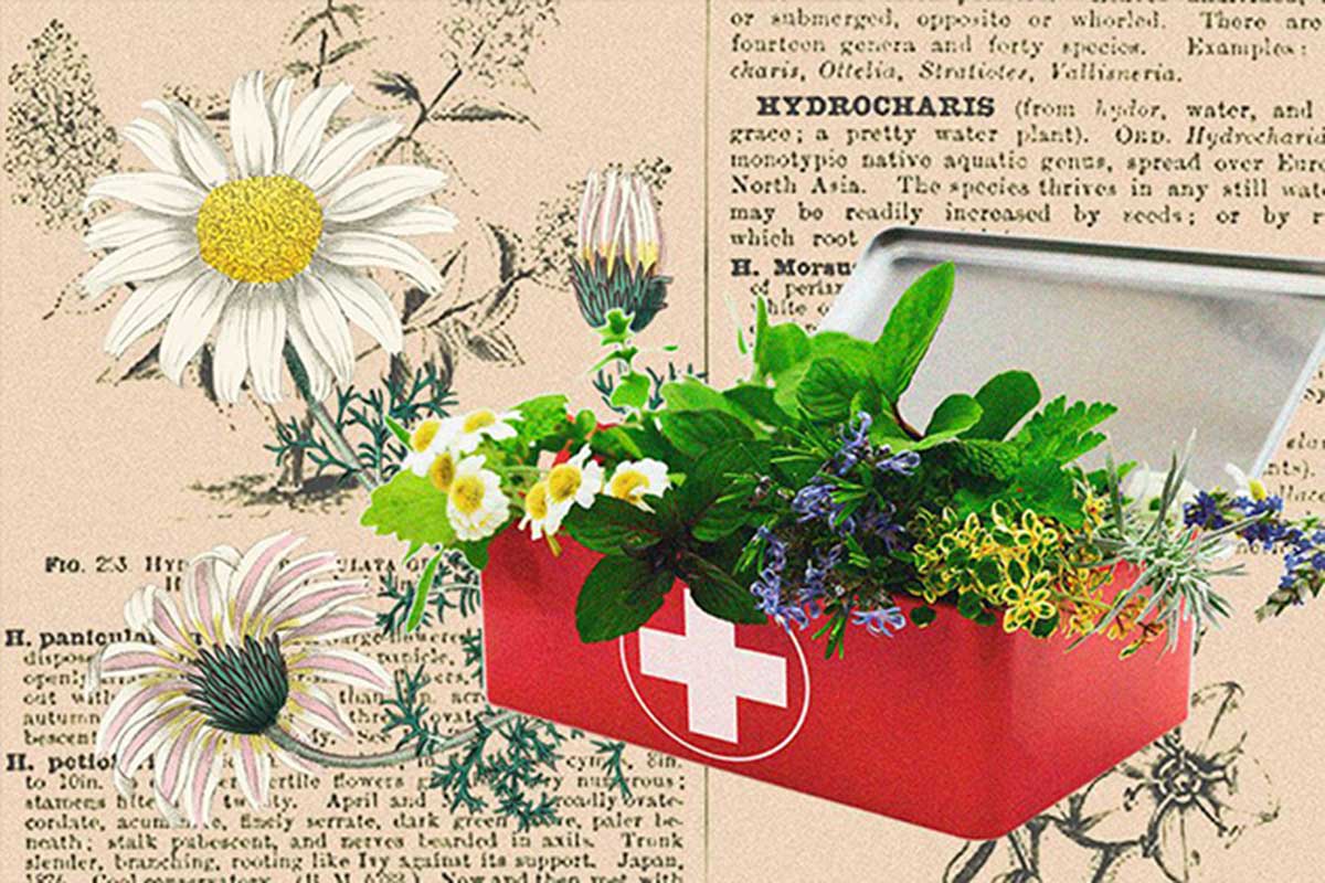 20 preparaciones para su botiquín de medicina herbal