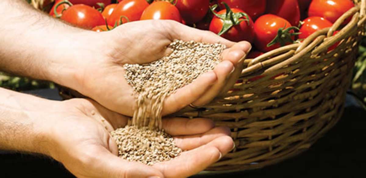 Las semillas de tomate se pueden recolectar de tomates que están maduros