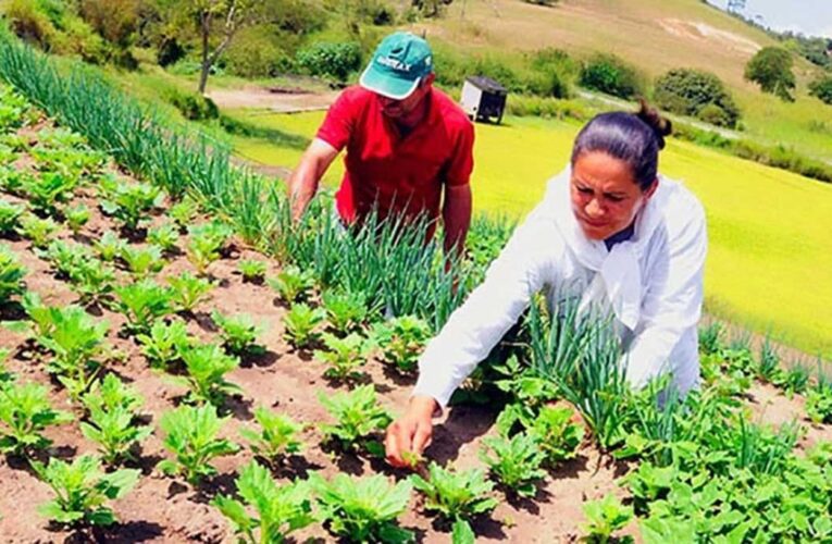 Agricultura sostenible: preservar la salud de los cultivos y el suelo