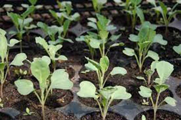 00 Paquete de semillas para un jardín casero exitoso 00