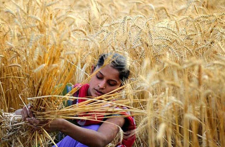 La ola de calor destruye la siembra de trigo en la India