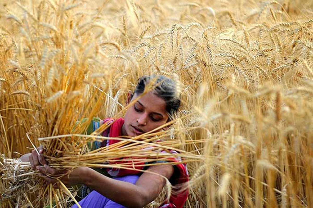 La ola de calor destruye la siembra de trigo en la India