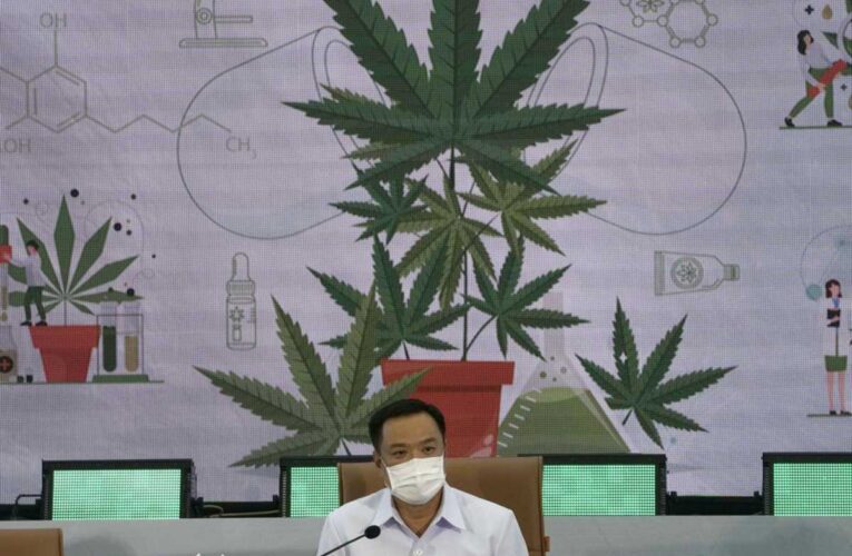 Tailandia regala un millón de plantas de cannabis a los ciudadanos para cultivar medicina natural en casa