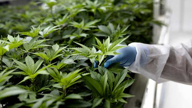 tailandia_regalo Tailandia regala un millón de plantas de cannabis a los ciudadanos para cultivar medicina natural en casa