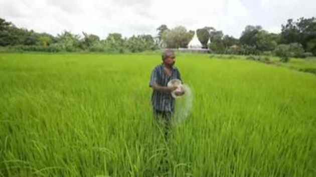 arroz_crisis El aumento de los precios de los fertilizantes amenaza la producción de arroz en Asia