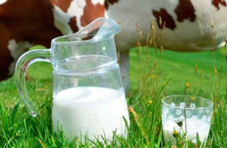 Proteína de suero de leche orgánica alimentada con pasto