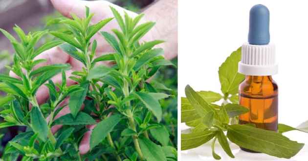 stevia1 13 edulcorantes naturales que puede cultivar en el jardín de su casa
