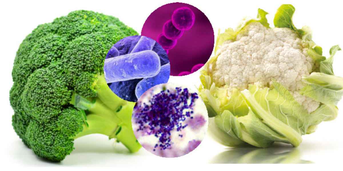 brocoli-y-coliflor-resistencia-antibioticos - 2022-08-12 - Brocoli 1