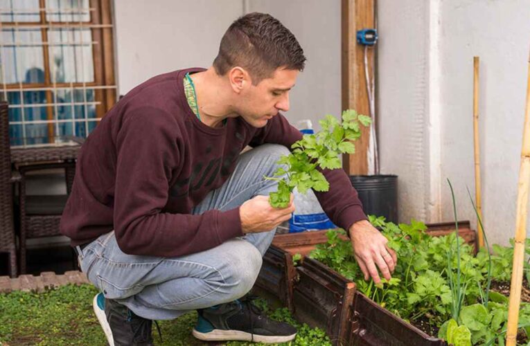 Jardinería urbana: cómo cultivar lechugas en espacios reducidos
