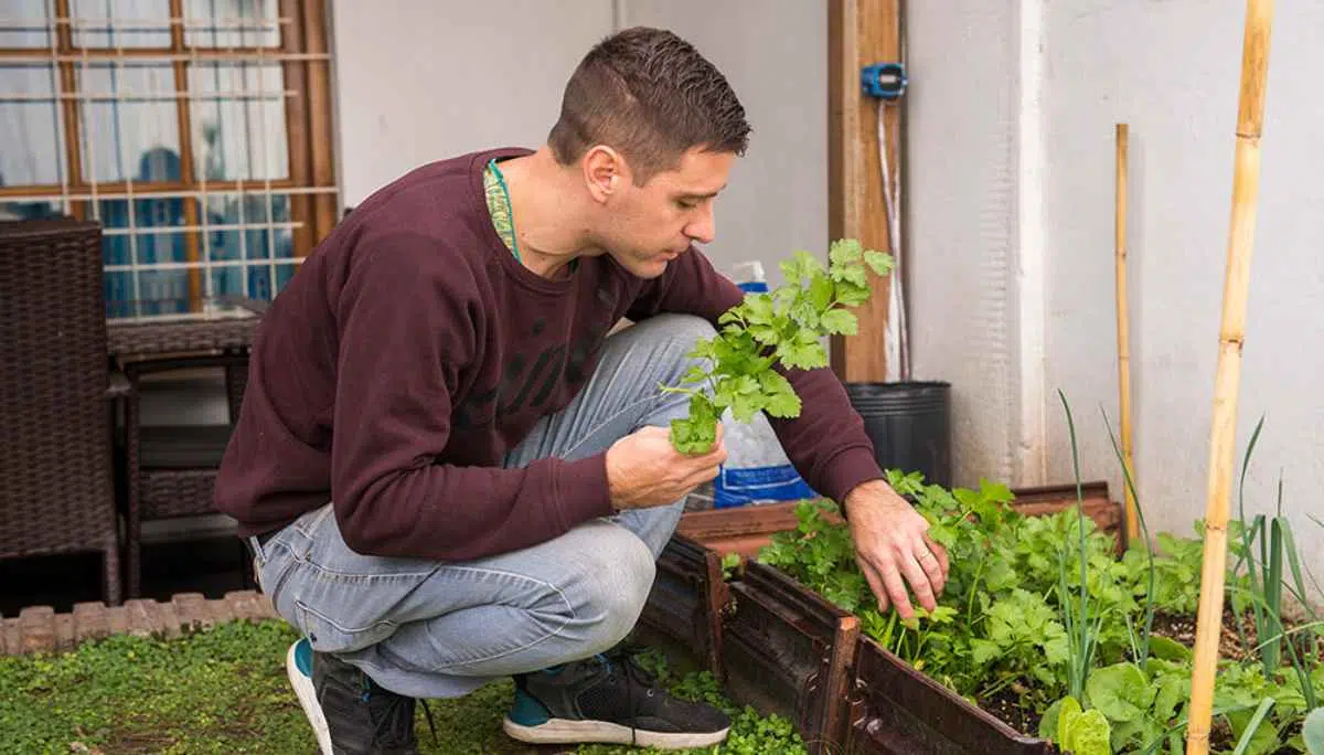 lechugas-cultivadas-en-espacios-reducidos - 2022-08-09 - Lechuga 1