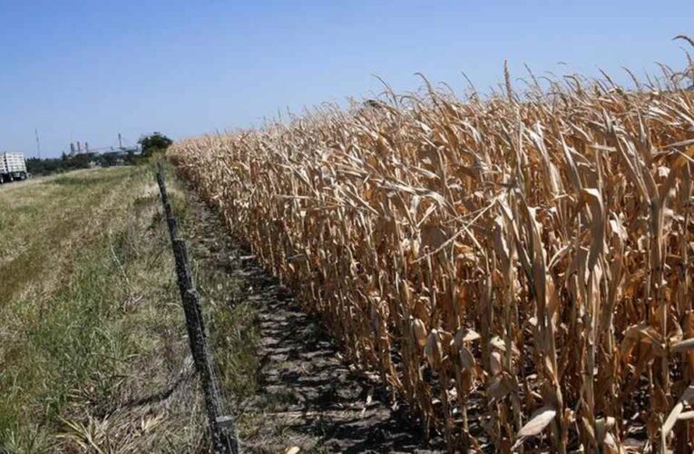 Se espera que una sequía que destruya los rendimientos de maíz de Europa