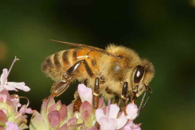pesticidas_abeja-1 Los pesticidas son altamente dañinos para los insectos benéficos como las abejas