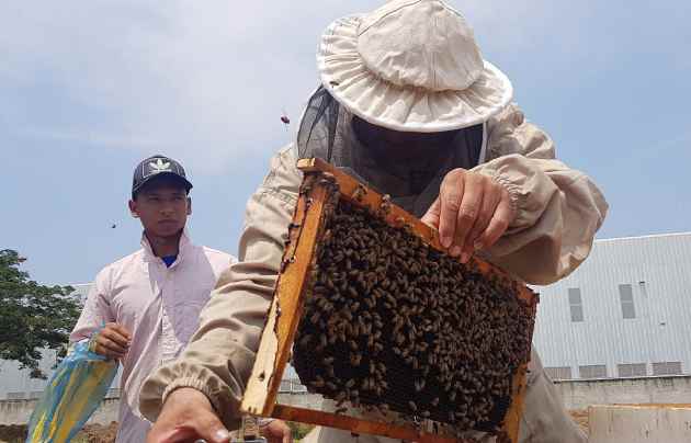 pesticidas_afectadas1 Los pesticidas son altamente dañinos para los insectos benéficos como las abejas