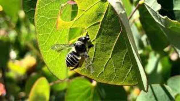 pesticidas_malo Los pesticidas son altamente dañinos para los insectos benéficos como las abejas
