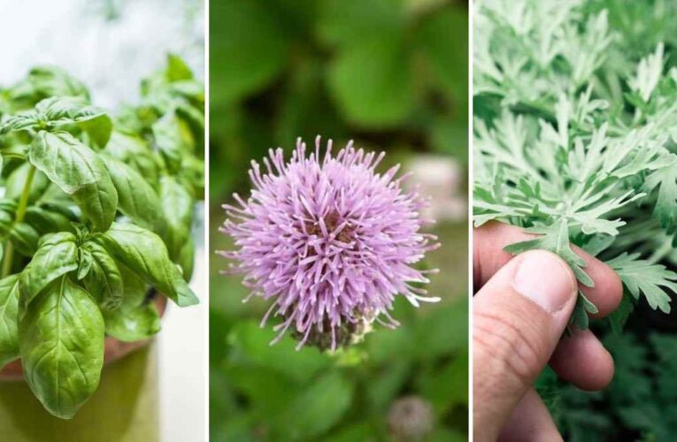 Las plantas medicinales útiles para plantar en el jardín de tu casa
