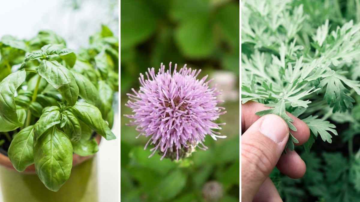 00 Las plantas medicinales útiles para tu jardín 00