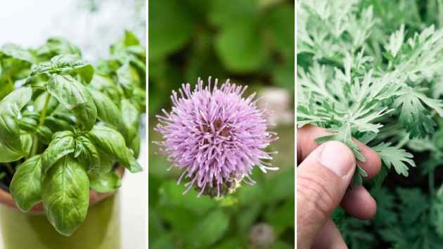 plantas_casa1 Las plantas medicinales útiles para plantar en el jardín de tu casa