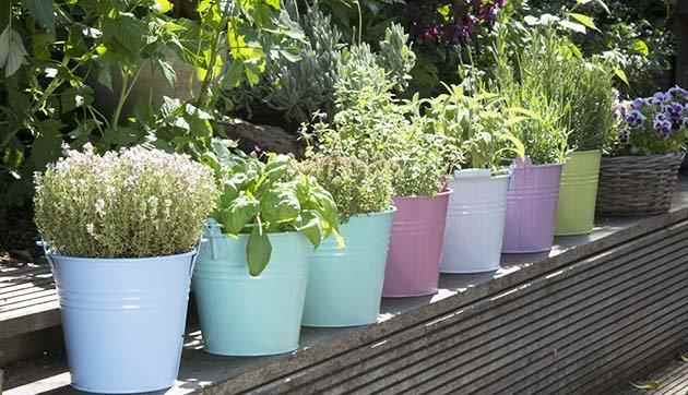 plantas_informacion-1 Las plantas medicinales útiles para plantar en el jardín de tu casa